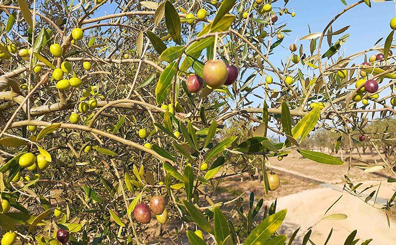オリーブオイル 小豆島の恵み 
100％小豆島産 手摘み エキストラバージンオリーブオイル 85g×1本
