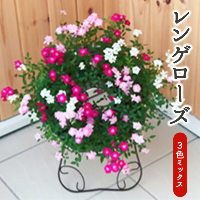 【ふるさと納税】【母の日】ミニバラリング仕立て　ウェルカムローズ 四季咲き レンゲローズ | 薔薇 ばら バラ 四季咲き レンゲローズ 華やか 玄関 庭 ガーデン インテリア 植物 お花 花 植物 綺麗 おしゃれ ※2026年4月下旬～5月上旬頃に順次発送予定 ※離島への配送不可