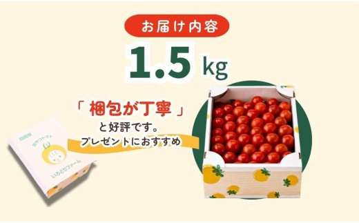 【先行予約】【12月中旬より順次発送】白岡市産 ミニトマト「おやつトマト」小鈴 1.5kg 化粧箱入り 甘みと酸味の濃い味わい 皮がやわらかい 完熟収穫 常温便 埼玉県産 野菜 おやつ お弁当 サラダ