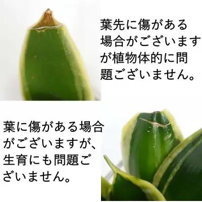 【観葉植物】土を使わないで清潔なミニ観葉植物 ゼオライト植え・ガラス鉢 スクエア形 2鉢セット（サンスベリア）【観葉植物 インテリア 部屋 おしゃれ 福岡県 筑前町 送料無料 AG049VC02】