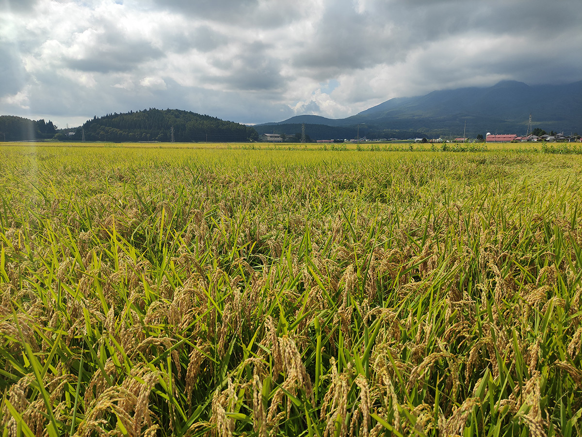 信濃町は冷涼な気候から、昔は米作りに不向きな地域とされてきましたが、近年は良質なお米が安定的に栽培できるようになってきました。