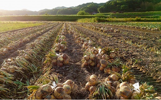 【前田青果】淡路島産玉ねぎ5kg