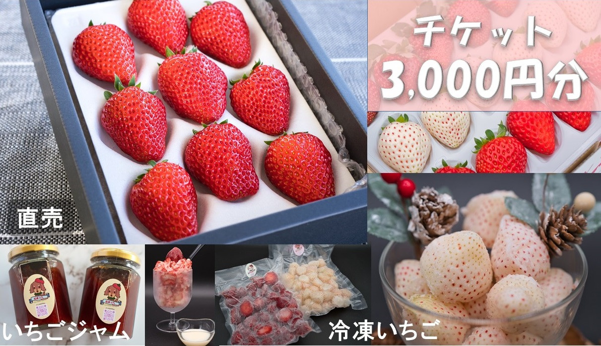 
シエルファーム いちごチケット 3000円分/ 苺 いちご
