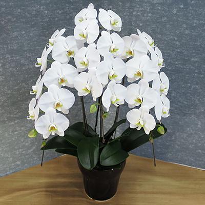 ふるさと納税 田原市 【陶器鉢寄せ植え】中村洋ランの胡蝶蘭　白大輪3本 |  | 01