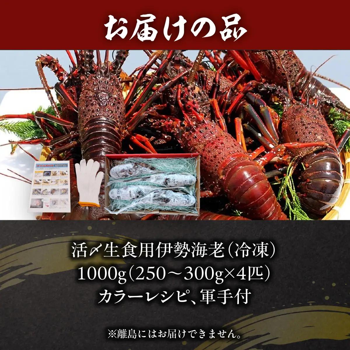 活〆生食用伊勢海老（冷凍）１０００ｇ（２５０～３００ｇ）×４匹 /  ONJB023　伊勢海老　海老　イセエビ　生食用