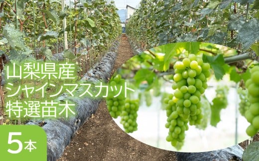 山梨県産シャインマスカット特選苗木（５本セット） 253-002