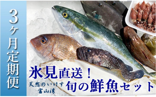 
【定期便（３ヶ月）】天然のいけす 富山湾 氷見漁港直送！ 旬の鮮魚セット ３回お届け 直送 鮮魚ボックス 富山 氷見 詰め合わせ
