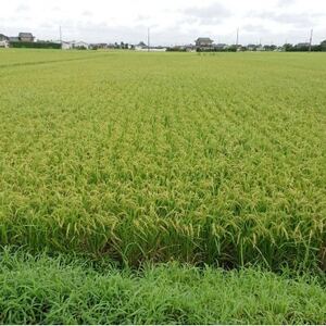 令和6年産 新米【栽培期間中農薬不使用】こしひかり 玄米5kg茨城県共通返礼品・行方市産【1539272】