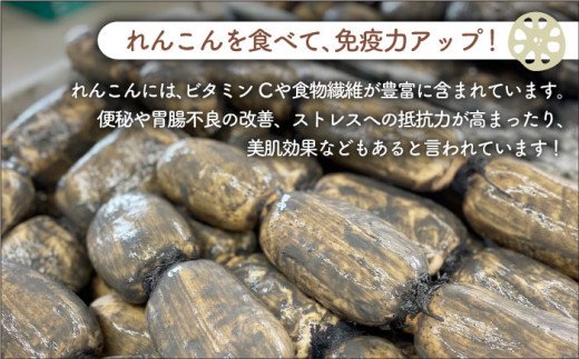 【先行予約】やみつきになる甘さ！ 松尾青果のこだわり白石れんこん 約1kg（500g×2袋入り）【松尾青果】蓮根 レンコン 泥付き 根菜 野菜 佐賀県産 [IBD002]