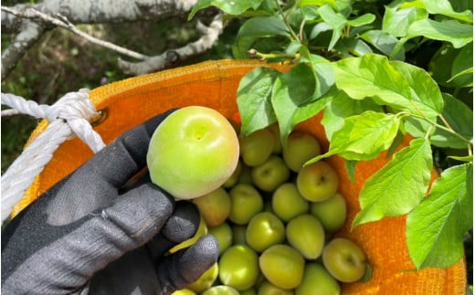 【先行予約】【2026/4/30まで】中山農園の南高梅　青梅10kg ※2026年5月下旬から順次発送予定※  / 紀州南高梅 梅シロップ 梅ジュース 梅酒 和歌山県 【nak019】