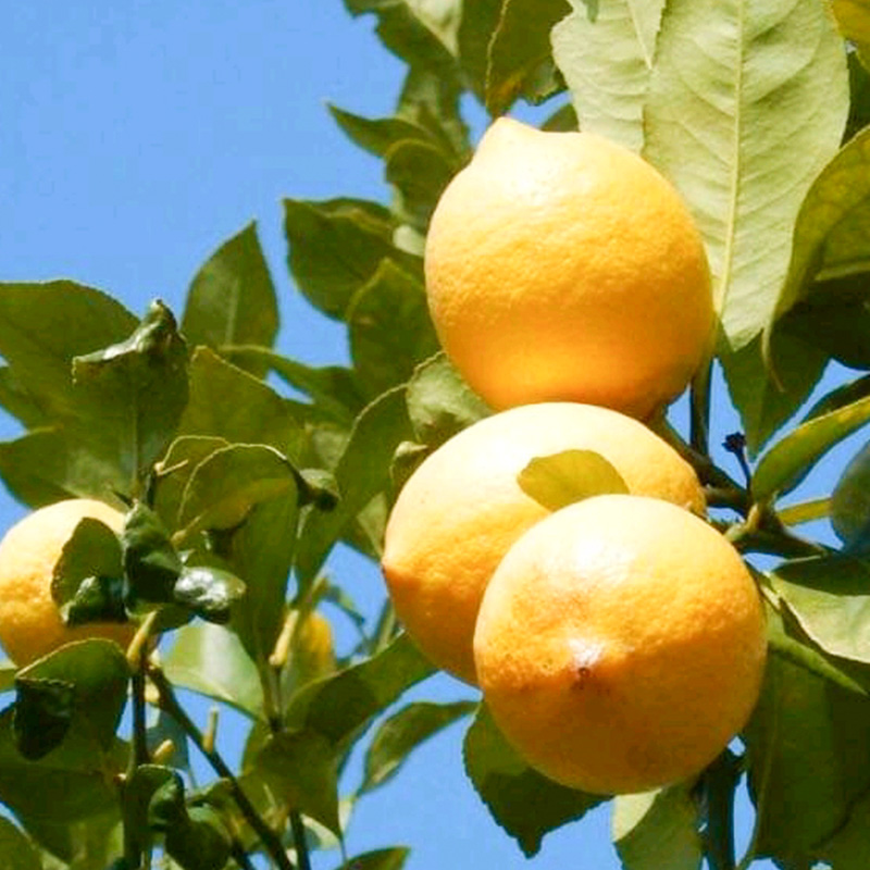 【2026年3月中旬頃から発送】 瀬戸内海の島レモン 秀品 5kg ｜ レモン 檸檬 れもん すっぱい 酸っぱい 中島のレモン 中島の檸檬 酸味 数量限定 期間限定 レモン 愛媛県産 減農薬 有機肥料