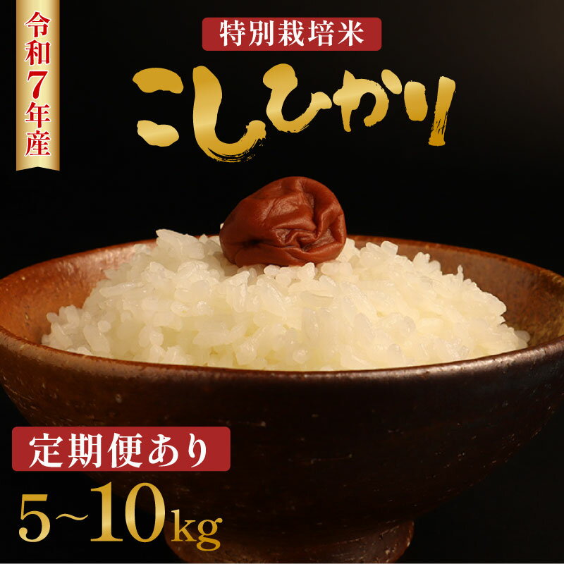 【ふるさと納税】 令和7年産 特別栽培米コシヒカリ 5kg 10kg （5kg×2袋） 選べる 配送月 定期便 新米 先行予約 減農薬 特別栽培米 特栽米 精米 玄米 産地直送 コシヒカリ 新潟米 新発田産 新潟 米 させ農園 新潟県 新発田市 sase001_01P