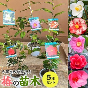 【2026年11月以降お届け】久留米の特産花卉 椿の苗木5種5本セット（椿2年生苗/高さ30cm前後）_苗木 椿 5種 セット 久留米の特産花卉 最小白花 太郎冠者 正義 紅侘助 赤春の台 秋～春 開花 花 一重咲 八重咲 鑑賞 説明書付き 鉢植え 花 庭 園芸 植え付け 支柱 ガーデニング 肥料 特産品 久留米つばき研究会 福岡県 久留米市 お取り寄せ 送料無料 〔Hf027〕