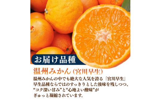 温州みかん 10kg　【 蜜柑 小さい こだま 大玉 みかん 温州みかん 宮川早生 早生みかん 人気 果物 農家直送 産地直送くだもの フルーツ ミカン 果汁 国産 特産品 蛇石下ノ坂農園 静岡県 伊