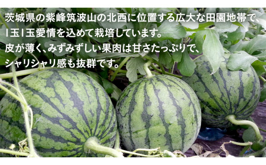 こだますいか 2玉 小玉すいか こだますいか 小玉 スイカ 西瓜 果物 フルーツ 茨城 農家直送 産地直送 [BQ016sa]