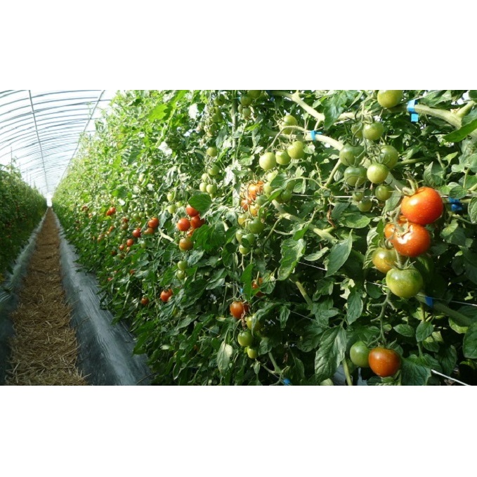 定期便 野菜セット 年6回 2か月に1回×6回 おまかせ 10～15種 旬 朝倉市産 配送不可 離島 詰合せ _イメージ5