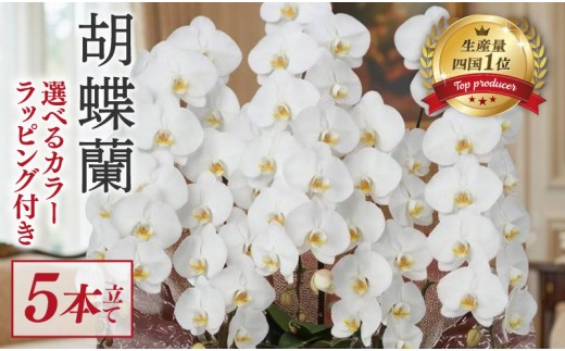 指定日配達 胡蝶蘭 5本立て 白 スタンダード 花 はな お花 日付指定 記念日 お祝い プレゼント ギフト 贈答 贈り物 選べる カラー ラッピング 鉢花 鉢植え 洋蘭 洋ラン 冠婚葬祭 蘭 らん 新築祝い 豪華 華 華やか はなやか 敬老 誕生日 人気 ランキング おいわい 開店祝い 開業祝い こちょうらん きねんび 四国 生産数 一位 1位 いちい ふるさと納税 大輪 産地直送