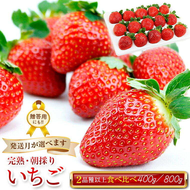 【ふるさと納税】いちご フルーツ 果物 完熟 冷蔵 生 1月 2月 3月 2026年 おすすめ 朝採り 2品種以上 400g 1箱 800g 2箱 食べくらべ 期間限定 季節限定 数量限定 品種 チーバベリー おいCベリー よつぼし スターナイト みくのか ベリーポップはるひ かおり野 とちおとめ