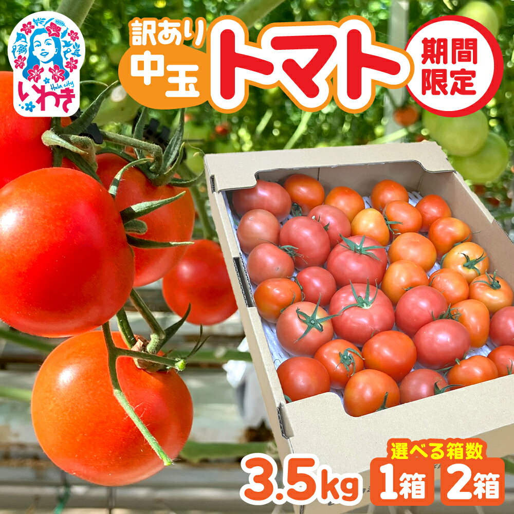 【ふるさと納税】【選べる内容量】訳あり 中玉 トマト 約3.5kg 1箱/2箱 | 訳あり 規格外 野菜類 トマト 中玉トマト 3.5kg 1箱 2箱 産地直送 野菜 国産 福島県 いわき産 とまと 数量限定 サラダ用 調理用 定番野菜 不揃い 産地応援 小名浜菜園 送料無料 中玉 選べる