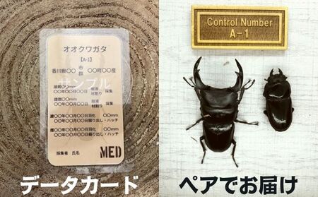 【予約受付】オオクワガタ オス・メス1ペア 2026年8月以降発送 クワガタ 昆虫 昆虫
