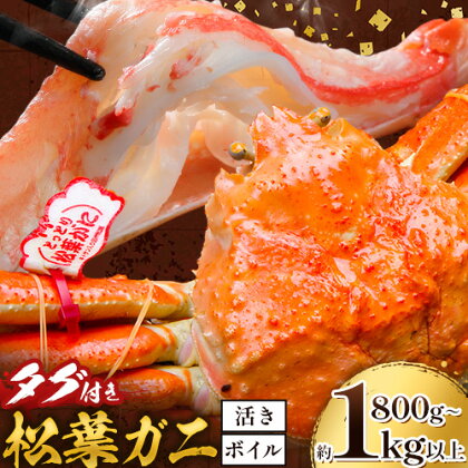 かに タグ付き 松葉ガニ 約800g 以上 または 約1kg 以上 ボイル または 活き 《11月上旬-4月中旬頃出荷》お魚センターみくりや 鳥取県 八頭町 蟹 かに カニ 鍋 松葉ガニ ボイル 送料無料