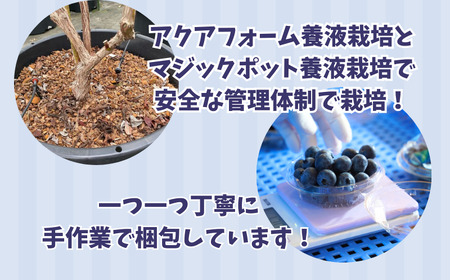 （ 先行予約 ） ブルーベリー 400g ブルーベリー