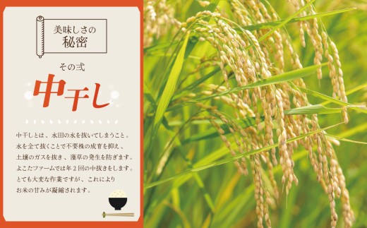 【6ヵ月定期便】令和8年産 コシヒカリ 玄米 20kg 新米 米 こしひかり 茨城県産こしひかり コシヒカリ 茨城産こしひかり 茨城こしひかり 茨城県産 こめ コメ お米 2026年産 ごはん 数量限