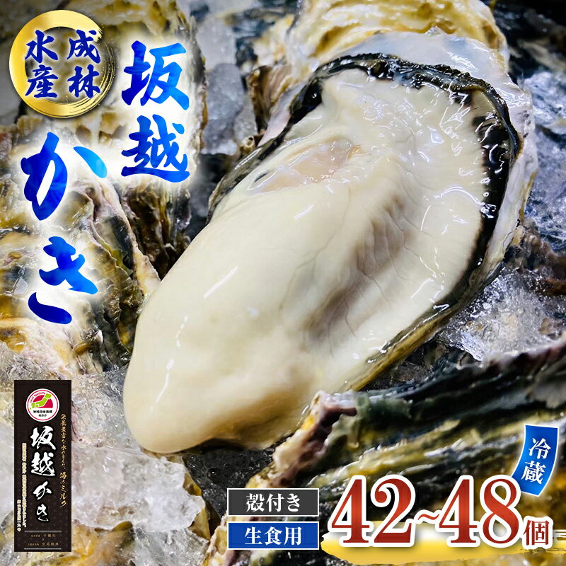 【ふるさと納税】牡蠣 生食用 坂越かき 殻付き 42～48個 成林水産 [ 生牡蠣 真牡蠣 かき カキ 冬牡蠣 ] 魚貝類 海鮮 海のミルク 身が大きい 濃厚 　お届け：2026年1月中旬～2026年4月