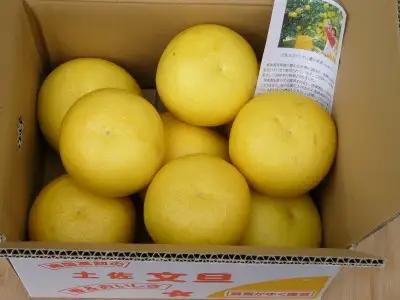 土佐文旦 3kg 人気の文旦 文旦