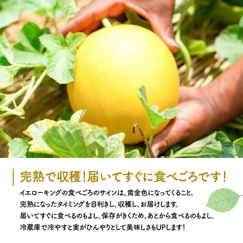 【2026年発送】完熟！イエローキングメロン 5kg以上(5玉～6玉)　H141-017