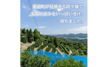 レモン 約 1.5kg 12個  愛媛県 愛南町 フルーツアイランド マルエム直販 【レモン】 