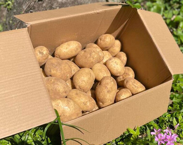 【2025年3月上旬頃から発送】屋久島産 じゃがいも 5kg＜農薬不使用＞