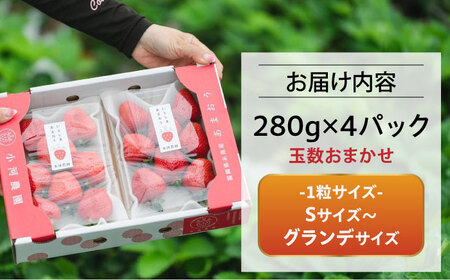 【2025年2月中旬以降順次発送】 農家直送！ 糸島産 完熟あまおう 280g×4パック (S-Gサイズ) 糸島市 / 小河農園 フルーツ いちご 苺 [AJN004]