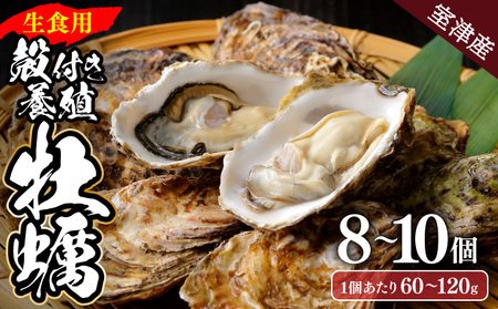 室津牡蠣 殻付き8から10個 牡蠣[ak003]