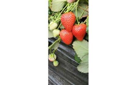 とちあいか4パック2箱 ※2026年1月上旬～4月下旬頃に順次発送予定 ※北海道・沖縄・離島への配送不可