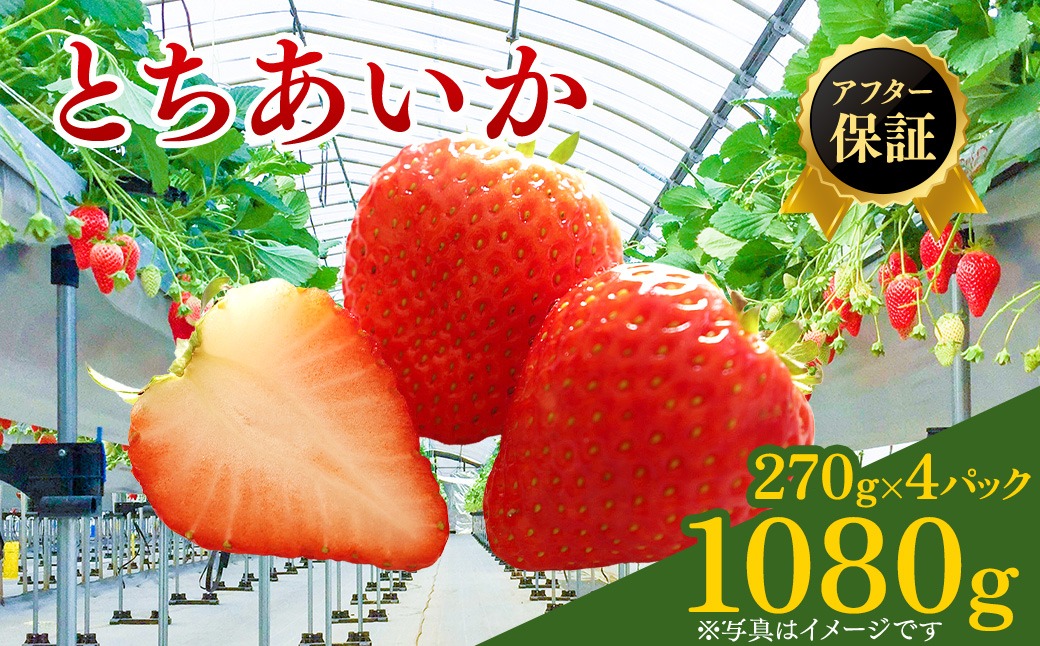【先行予約】いちご市 鹿沼の美味しい「い」「ち」「ご」とちあいか 1箱4パック入り（1パック270g×4）（2月発送） ｜ イチゴ フルーツ 果物 甘い うまい 日本一 品質 ビタミンC かぬま ※沖縄・離島への配送不可 ※2026年2月上旬～2月下旬頃に順次発送予定