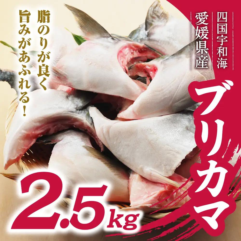 数量限定 ブリカマ 2.5kg 冷凍 おかず おつまみ 愛媛 愛南 ハマスイ