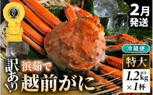 【先行予約】【冷蔵】越前がに 訳あり 足折れ 特大 1杯 1.2kg以上（茹で前）【2027年2月上旬以降順次発送予定】 [m21-x007_02]