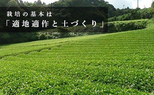 農薬　不使用　深蒸し茶