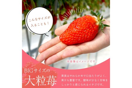 【完熟朝穫れ大玉いちご】章姫２パックセット/北畿水産