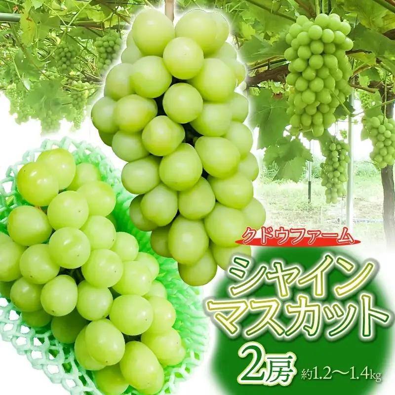 【令和8年産】シャインマスカット 2房（約1.2～1.4kg）クドウファーム