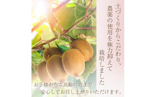 ＜2024年11月より発送＞家庭用 キウイフルーツ1kg+30g（傷み補償分）【わけあり・訳あり・扁平果】※北海道・沖縄・離島配送不可 / 和歌山  フルーツ 果物 くだもの 旬 キウイフルーツ キウ