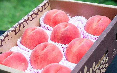 【2026年先行予約】柔らかめ白桃 約3kg（7玉～12玉）秀品 FSY-2531