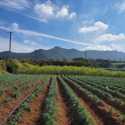 ふるさと納税 久米島町 【2026年1月から順次発送】久米島産の島らっきょう1kg |  | 03