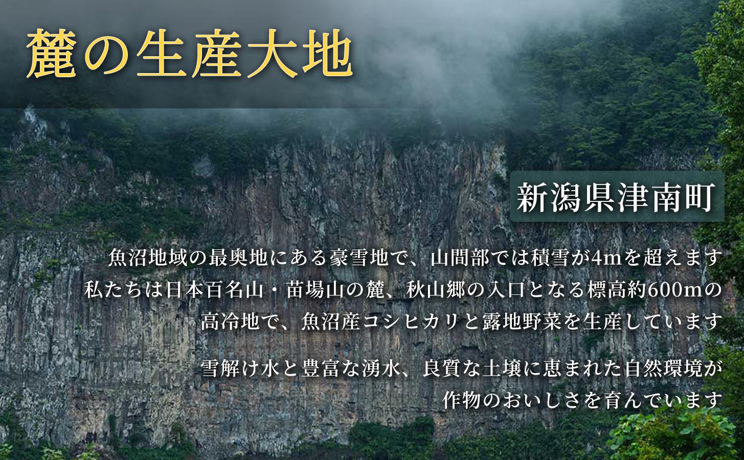 【令和8年産先行予約】朝採れ トウモロコシ（12本）2Lサイズ 3セット 新潟県 津南町 スイートコーン