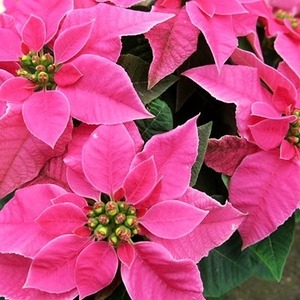 【 先行予約 ：2026年11月発送 】 花 プリンセチア ポインセチア 鉢植え ピンク 系 5号 花