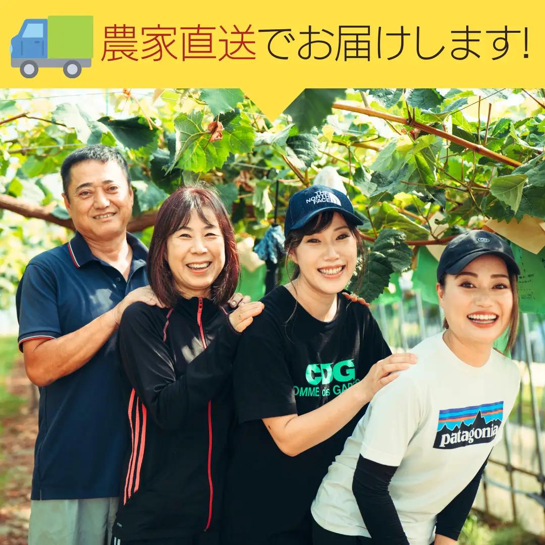 9月上旬発送 八千代町産 シャインマスカット 約1.2kg ブドウ 先行受付