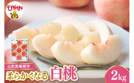【2026年産 先行受付】東根市産白桃　秀品 柔らかくなる桃  約2kg ベジフルひがしね 山形県 東根市 hi104-004