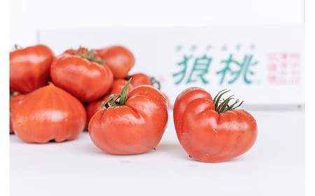 【先行予約／2027年2月下旬から発送】四万十育ち「狼桃」 糖度7度以上 竹タイプ 大箱（16～32個入）Fdf-A11 フルーツ トマト とまと 野菜 数量限定 期間限定