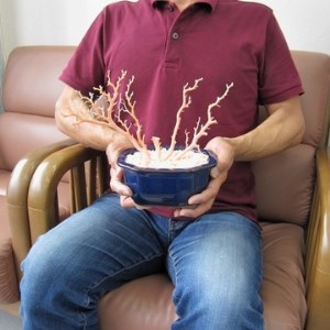 珊瑚職人館 珊瑚の原木・拝見・置物12